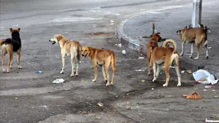 Kerkük'te Sahipsiz Köpeklerin Yarattığı Tehdit Giderek Büyüyor