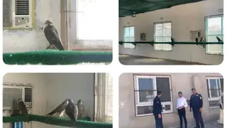 Diyala'da Yaban Hayatı Kaçakçılığına Karşı Operasyon: 31 Nadir Doğan Ele Geçirildi