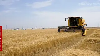 Basra'da buğday hasat sezonu başladı: 10 bin dönümden fazla alan hasat ediliyor