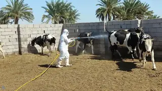 Irak Veteriner Hekimler Birliği'nden 5 bin atama ve yasal düzenleme çağrısı