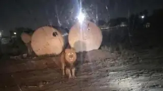 Diyala'da Serbest Aslan Güvenlik Güçlerini Alarm Altına Aldı (Fotoğraf ve Video)
