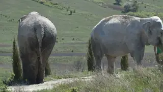 "Ölüme kadar"... Fil, Afrika'da bir Amerikalı milyoneri ezdi