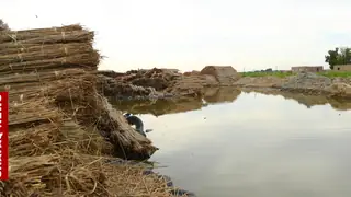 Um el-Vad: Irak'ta Kuraklığa Meydan Okuyan Şeker Kamışı Şehri