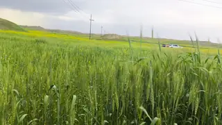 Kirkuk buğday pazarlamaya hazırlanıyor ve üretimin 600 bin tona ulaşması bekleniyor