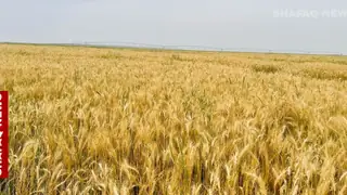 Irak'ta buğday hasadı başladı: Çiftçiler yakıt krizi ve ödeme sorunlarıyla karşı karşıya
