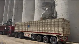 Basra'da 34 bin tonluk buğday hasat sezonu başladı