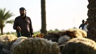 Irak Tarım Bakanlığı: Canlı hayvan taşımacılığında dijital takip sistemine geçiş sektörü modernize edecek