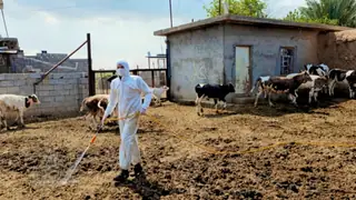 Selahaddin'de Kırım Kongo Kanamalı Ateşi ile Mücadele İçin Önleyici Tedbirler