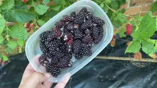 Araştırma, ahududunun ciddi hastalıklardan korunmadaki rolünü ortaya koydu
