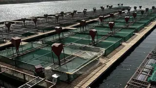 Anbar Tarım Müdürlüğü 96 balık yetiştiriciliği projesine ruhsat verdi