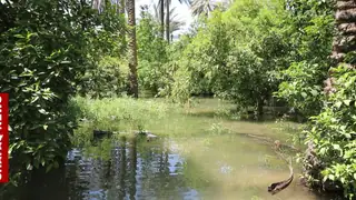 Diyala Nehri'ndeki taşkın 5 bin dönümlük tarım arazisine zarar verdi