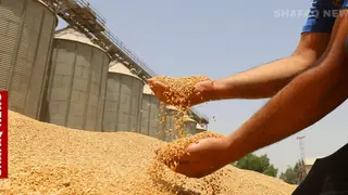 Irak Ticaret Bakanlığı'ndan buğday üreticilerine 100 milyar dinarlık ödeme