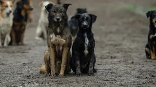 Irak'ta Sokak Köpeği Sorunu: Sağlık ve Çevre Krizi Büyüyor