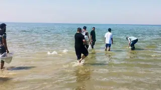 Irak, gıda güvenliğini sağlamak amacıyla Habbaniye Gölü'ne 9 milyon sazan yavrusu bıraktı