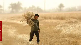 Necef'te buğday hasadı başladı: Çiftçiler yüksek verim bekliyor