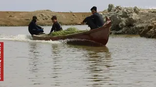 Yıllar süren kuraklığın ardından Irak'ın tarihi bataklıkları yeniden canlanıyor