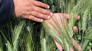 Kerkük'te 'Tunus Bereketi' buğdayı üretiminde başarı sağlandı