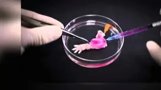 Bilim insanları kopan uzuvların yenilenmesinde ilerleme sağladı