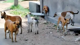 Selahaddin’de başıboş köpek saldırısı çocukları yaraladı