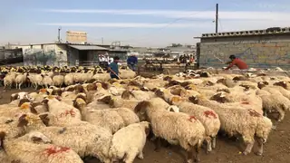 Bağdat Belediyesi sokak hayvan satışını yasakladı
