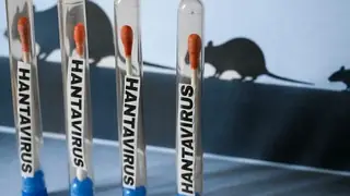 Kanada'da İlk Hanta Virüsü Vakası Tespit Edildi