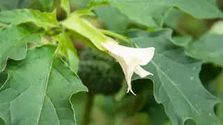 İçişleri Bakanlığı zehirli datura bitkisi konusunda uyardı