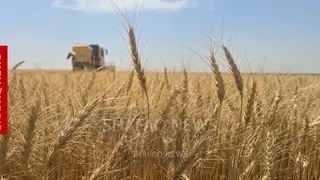 Diyala’da buğday hasadı başladı, 250 bin ton beklentisi