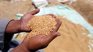 Kerbela’da buğday üretimi iki katı aştı